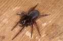 Gnaphosa_lucifuga_D6153_Z_90_Les Gris_Frankrijk